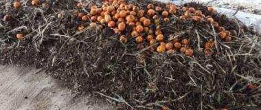 CERRANDO EL CICLO: COMPOSTAJE DE RESTOS VEGETALES